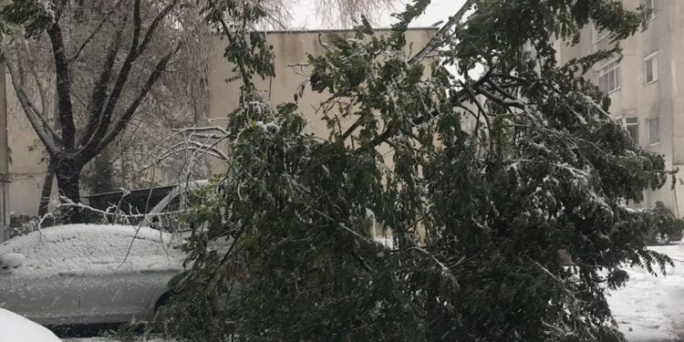 Viscolul de zilele trecute a făcut ravagii: va dura circa două luni pentru ca Seroplant să curețe domeniul public de copacii frânți și de crengile rupte