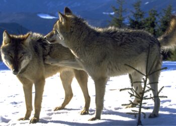 Câți lupi sunt în Carpații Meridionali? Rezultatele studiului genetic realizat de Fundația Conservation Carpathia