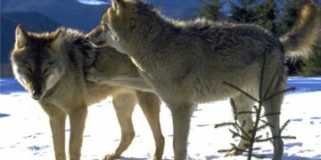Câți lupi sunt în Carpații Meridionali? Rezultatele studiului genetic realizat de Fundația Conservation Carpathia
