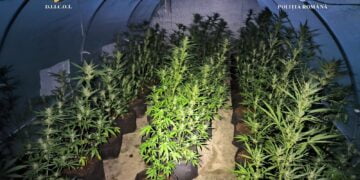 Plantaţie de canabis pe un teren situat în zona rurală a județului Vrancea