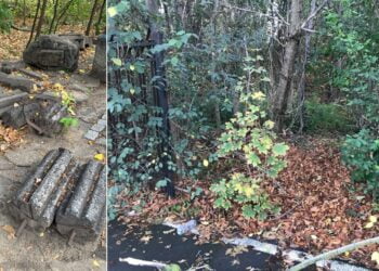 Mitescu e indignat de starea Secţiei de Ştiinţele Naturii a Muzeului Brăilei: „Spaţiile sunt improprii, zonele de depozitare sunt aproape inexistente, spațiul verde colcăie de gunoaie”