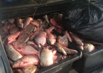 Depistat de polițiști când transporta și comercializa pește fără a deține documente legale