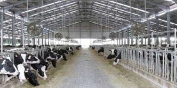 AFIR a publicat condițiile accesării fondurilor europene pentru investiții în sectorul zootehnic și în procesare