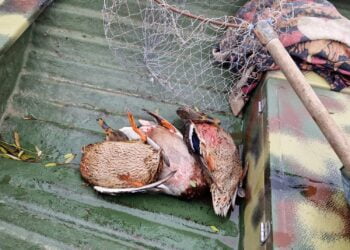 Cercetați pentru infracțiunile de uz de armă fără drept și braconaj cinegetic