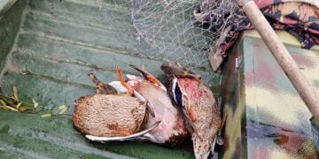 Cercetați pentru infracțiunile de uz de armă fără drept și braconaj cinegetic