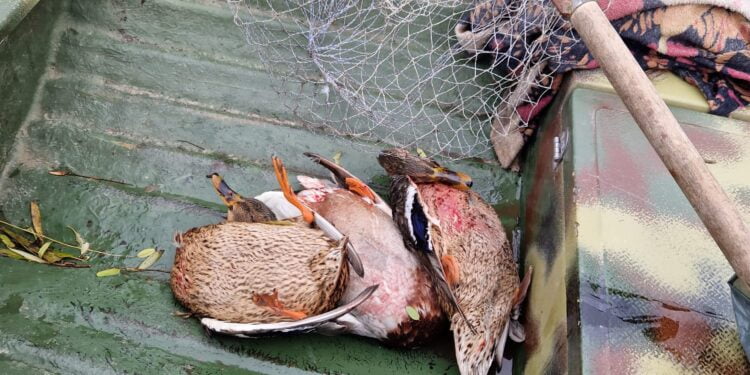 Cercetați pentru infracțiunile de uz de armă fără drept și braconaj cinegetic