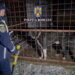 23 de percheziții într-un caz de schingiuirea animalelor și organizarea și participarea la lupte de câini