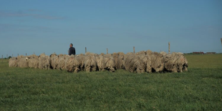 Fostă angajată a Agenției pentru Zootehnie din Galați, și a Primăriei comunei Mărașu, județul Brăila, trimisă în judecată de procurorii DNA pentru obținerea frauduloasă de fonduri europene