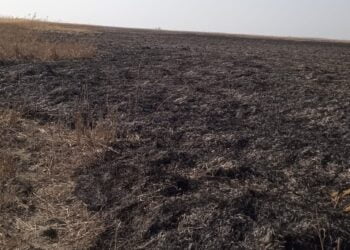 Garda de Mediu a sesizat Parchetul de pe lângă Judecătoria Brăila, ca urmare a incendierii vegetației uscate și stufului din două arii protejate