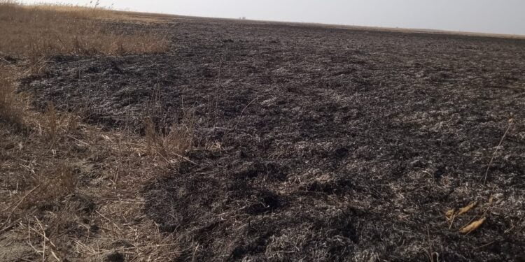 Garda de Mediu a sesizat Parchetul de pe lângă Judecătoria Brăila, ca urmare a incendierii vegetației uscate și stufului din două arii protejate
