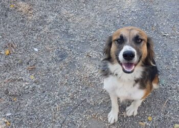 O căutăm împreună pe Sultana