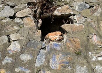 Alexandru Bucălău (PNL): ”Faleza Dunării trebuie să redevină un adevărat loc de promenadă, să ne mândrim cu ea peste tot în lume”