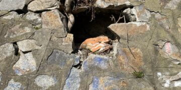 Alexandru Bucălău (PNL): ”Faleza Dunării trebuie să redevină un adevărat loc de promenadă, să ne mândrim cu ea peste tot în lume”