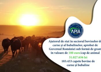 Sprijin financiar în valoare de peste 51 milioane lei pentru crescătorii de bovine