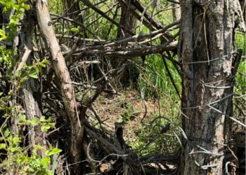 Cercetați pentru nerespectarea regimului armelor și munițiilor și braconaj