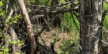 Cercetați pentru nerespectarea regimului armelor și munițiilor și braconaj