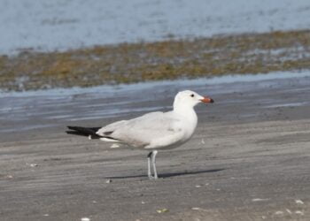 Primul pescăruș mediteranean (Larus audouinii) observat în România, pe Lacul Tătaru din judeţul Brăila