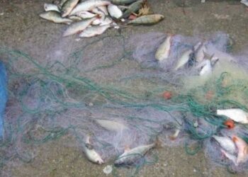 Au fost efectuate 9 percheziții la domiciliile mai multor persoane, pe raza localităților Râmnicelu, Scorțaru Nou și Siliștea, bănuite pentru fapte de braconaj piscicol 14 Au fost efectuate 9 percheziții la domiciliile mai multor persoane, pe raza localităților Râmnicelu, Scorțaru Nou și Siliștea, bănuite pentru fapte de braconaj piscicol