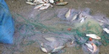Au fost efectuate 9 percheziții la domiciliile mai multor persoane, pe raza localităților Râmnicelu, Scorțaru Nou și Siliștea, bănuite pentru fapte de braconaj piscicol