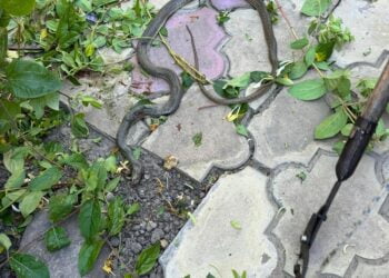 S-a trezit cu un șarpe în bolta viței de vie din curtea locuinței