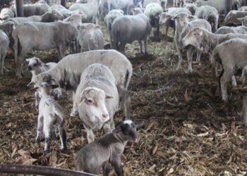 Sprijin financiar în valoare de 2,66 milioane lei pentru crescătorii de animale