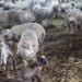 Sprijin financiar în valoare de 2,66 milioane lei pentru crescătorii de animale