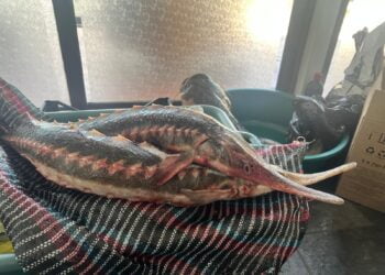 Percheziție domiciliară, în municipiul Galați, la un bărbat, de 50 de ani, bănuit de comiterea infracțiunii de braconaj piscicol