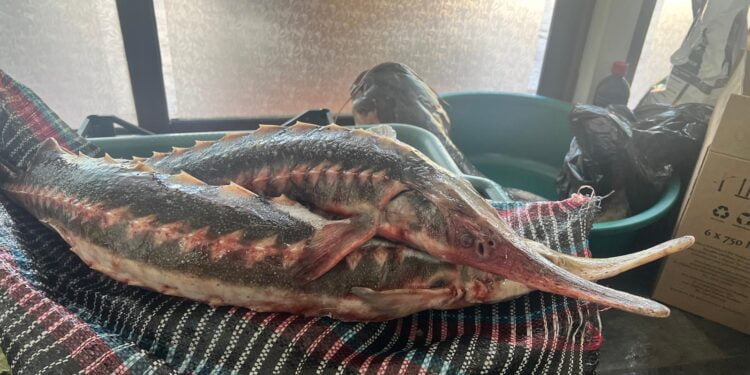 Percheziție domiciliară, în municipiul Galați, la un bărbat, de 50 de ani, bănuit de comiterea infracțiunii de braconaj piscicol