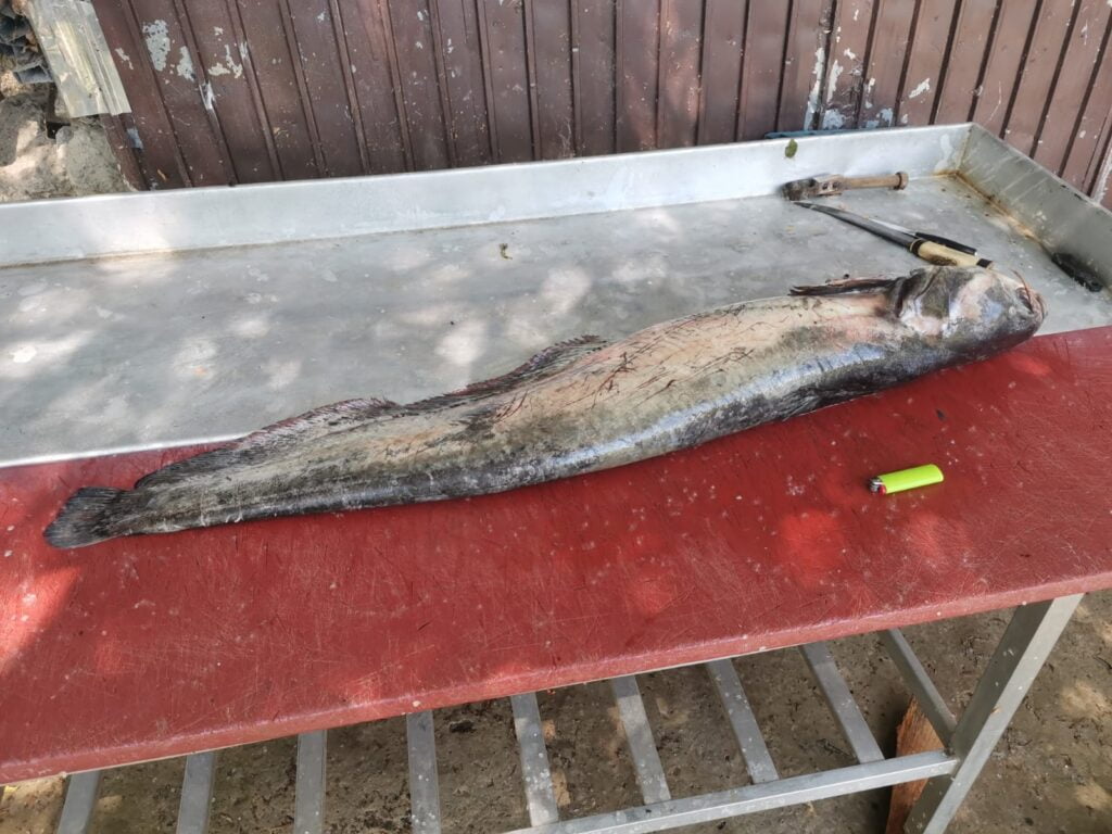 Imagine WhatsApp 2024 06 01 la 09.34.06 15f20eee