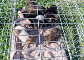 Opt pui de câine ținuți în condiții improprii într-o gospodărie din Vădeni, preluați de o asociație privată de protecție a animalelor