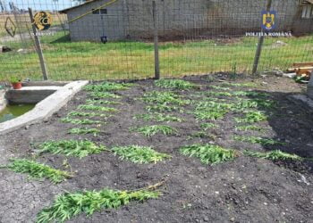 Arestați pentru trafic intern și internațional de droguri de risc