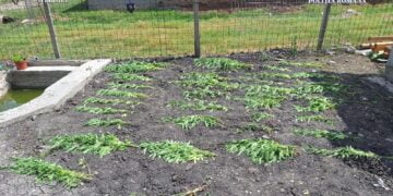 Arestați pentru trafic intern și internațional de droguri de risc