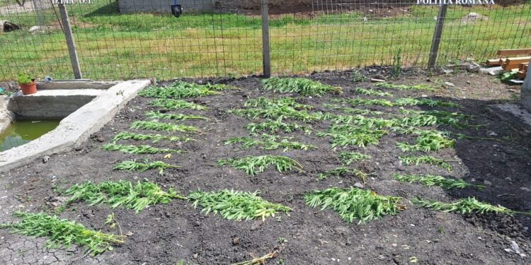 Arestați pentru trafic intern și internațional de droguri de risc