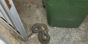 Jandarmii brăileni solicitați pentru capturarea unui șarpe