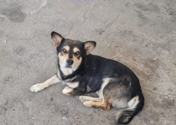 Exemplar canin, de rasă comună, aflat în pericol, salvat de polițiștii din cadrul Biroului pentru Protecția Animalelor