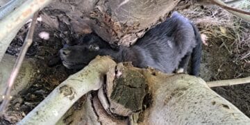 O faptă bună făcută de jandarmii brăileni pentru un suflet necuvântător