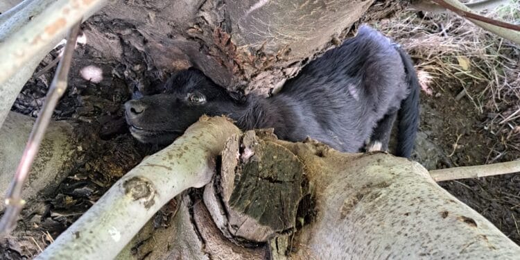 O faptă bună făcută de jandarmii brăileni pentru un suflet necuvântător