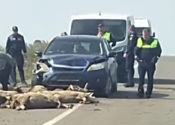 A intrat cu mașina într-o turmă de oi. 19 animale au murit