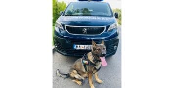 În perioada 24-26 ianuarie jandarmii brăileni au aplicat 11 sancțiuni contravenționale