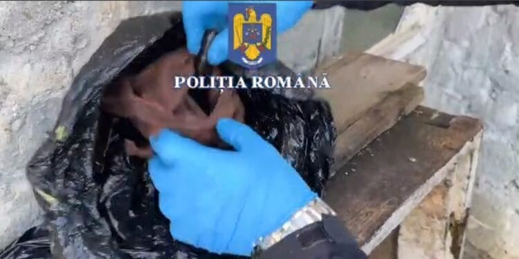 Pistol letal descoperit de polițiști în podul unei case