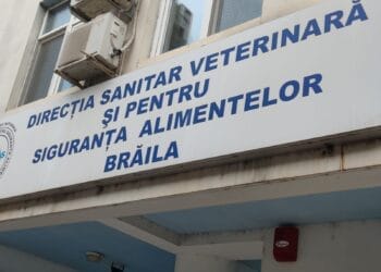 Copilul de 9 ani din Lanurile s-a îmbolnăvit cu trichineloză de la un porc cumpărat de tatăl său fără documente legale