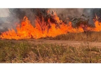 Incendiu de vegetație în localitatea Muchea din județul Brăila