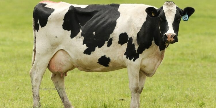 Măsurile de prevenție determinate de apariția în Ungaria a unui focar de febră aftoasă