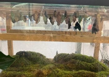 Expoziție de fluturi tropicali la Brăila Mall