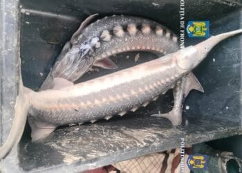 COMBATEREA BRACONAJULUI PISCICOL