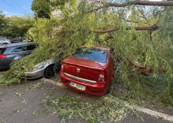 Copaci prăbușiți în municipiul Brăila; o persoană a fost rănită și trei autoturisme au fost avariate