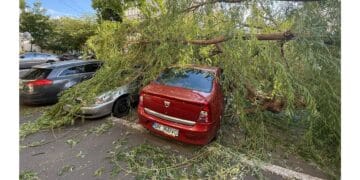 Copaci prăbușiți în municipiul Brăila; o persoană a fost rănită și trei autoturisme au fost avariate