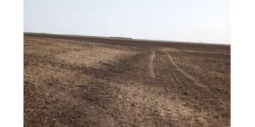 În atenția firmelor din agricultură: arderea miriștilor se sancționează contravențional cu amenzi în cuantum de 50.000 - 100.000 de lei 1 În atenția firmelor din agricultură: arderea miriștilor se sancționează contravențional cu amenzi în cuantum de 50.000 – 100.000 de lei