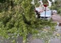 Galerie foto: Furtuna a făcut prăpăd în Brăila. Copaci puși la pământ, mașini avariate și o conductă de gaze fisurată