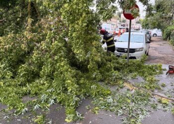 Galerie foto: Furtuna a făcut prăpăd în Brăila. Copaci puși la pământ, mașini avariate și o conductă de gaze fisurată